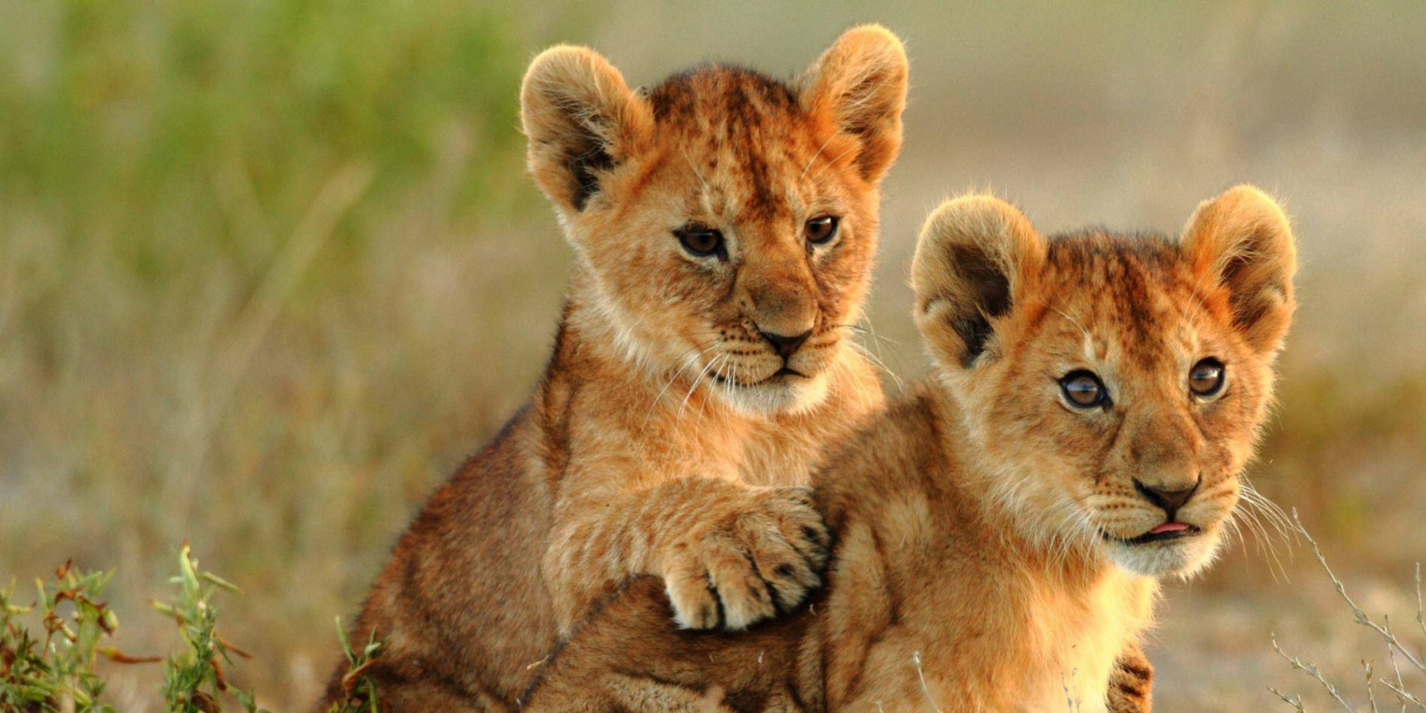 Safari in Tanzania