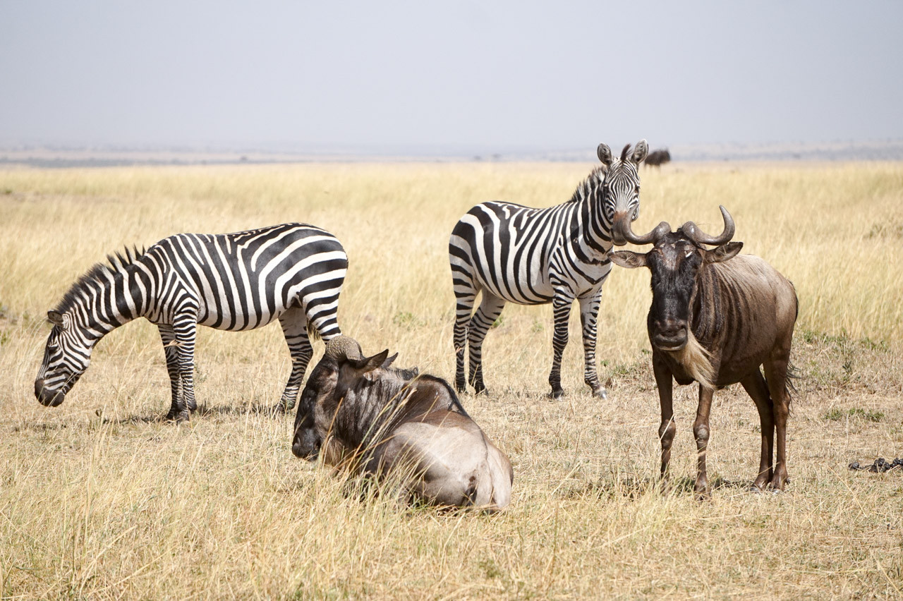 6 Days Discover Kenya Safari